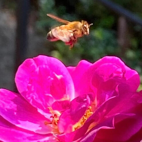 Bee & Rose, “Rose City” Portland & Petra