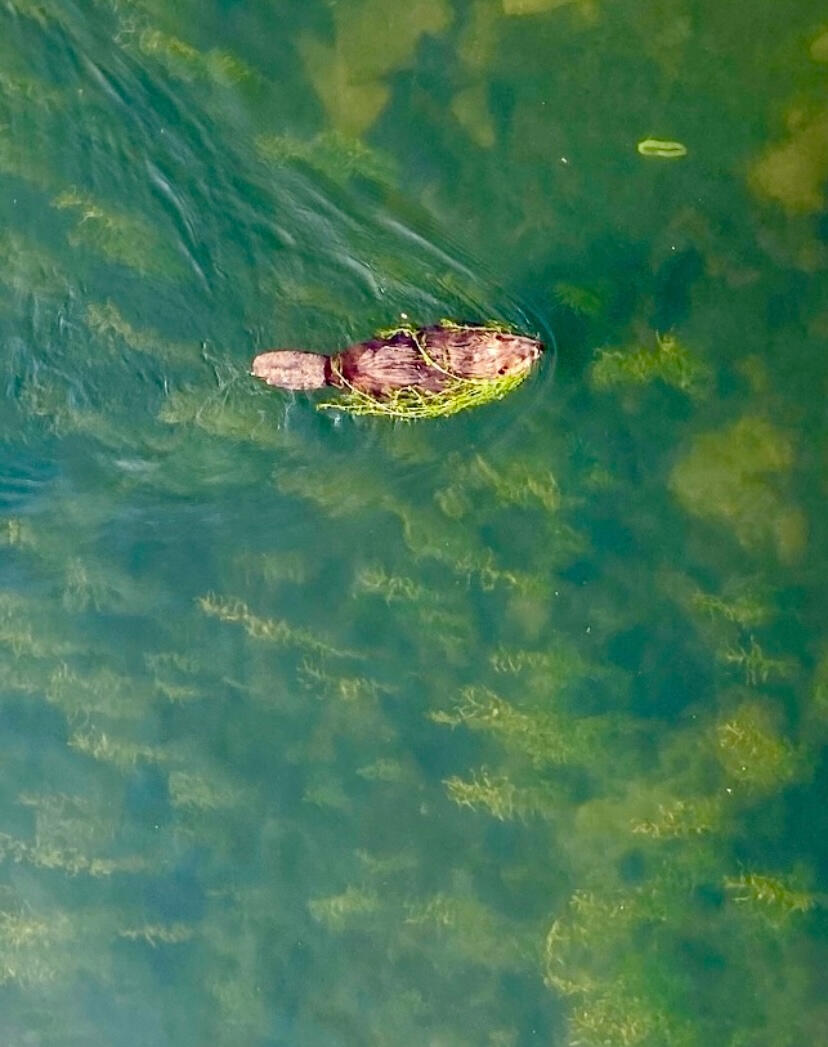 Beaver foraging in Lake Washington